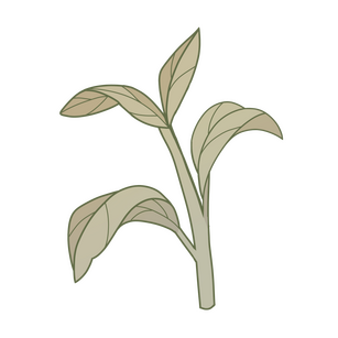 Sprout